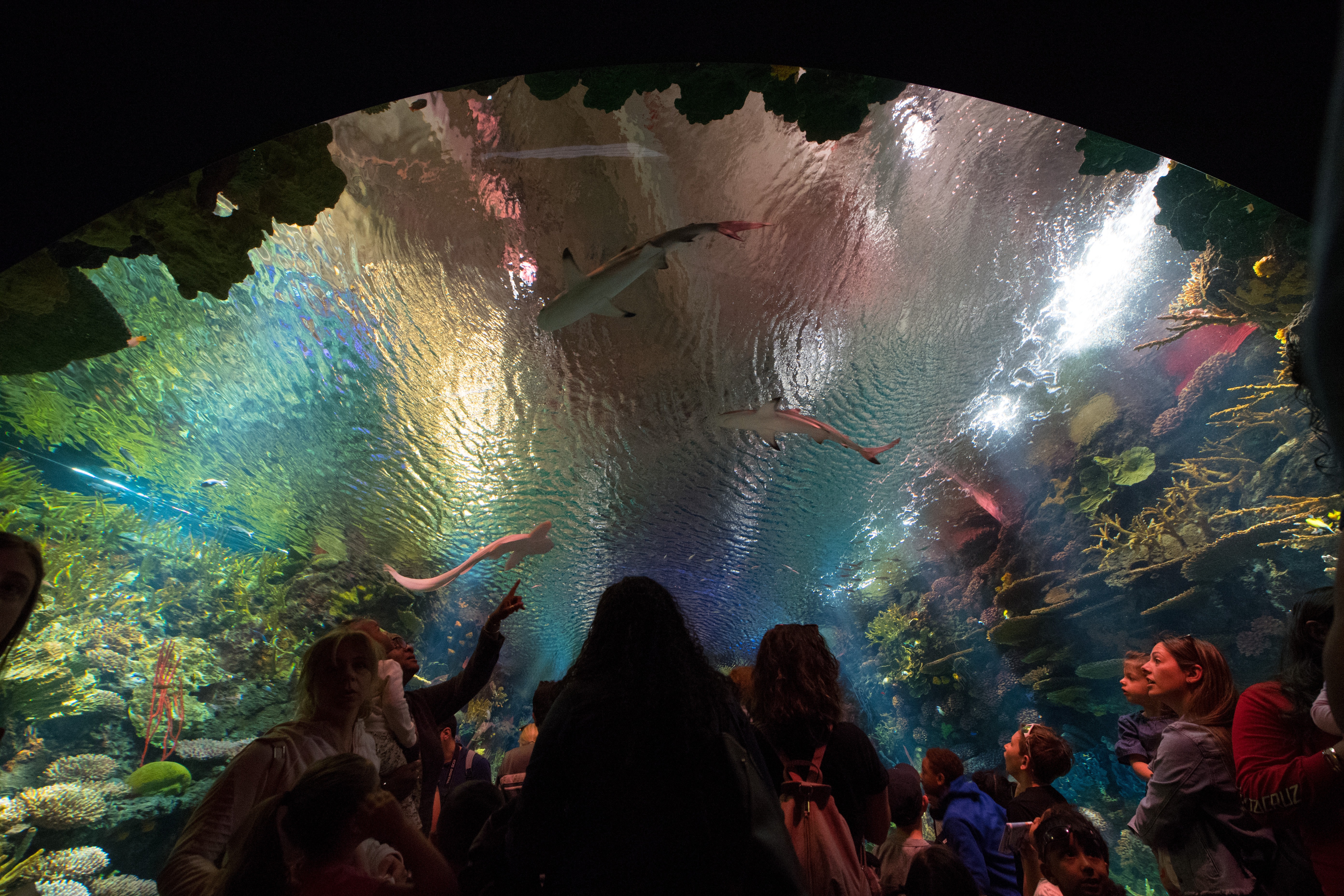 NY Aquarium Observers in Shark Tunnel