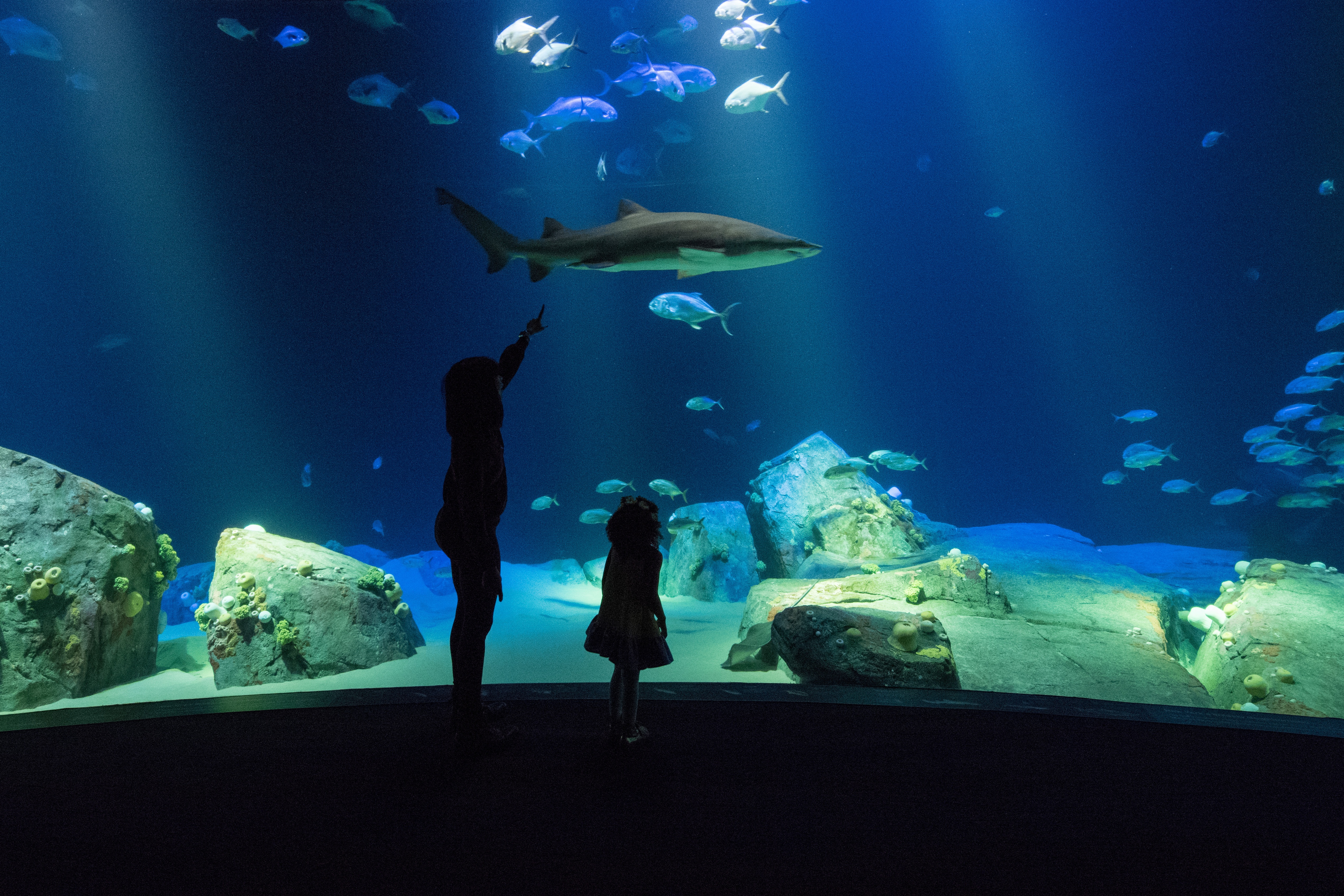 NY Aquarium Shark Tank